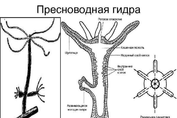 Кракен официальное зеркало 2024